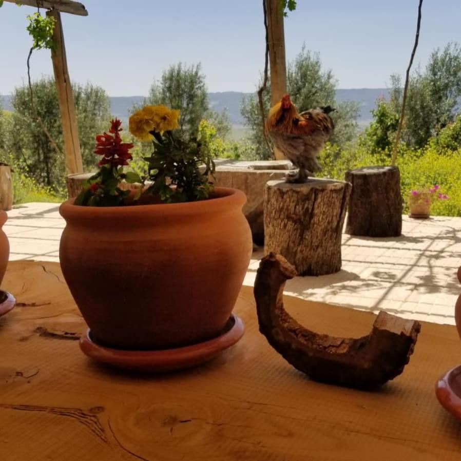 Le Chene D'Azrou Ξενοδοχείο Εξωτερικό φωτογραφία